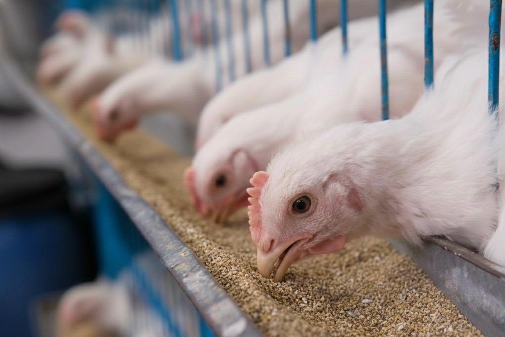 High-Protein Fish Meal